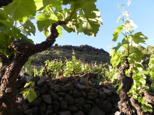 En Barranco los Redondos